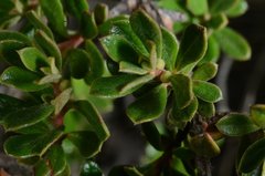 Diospyros austro-africana