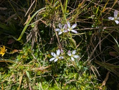 Gentianella cerastioides, photograph (c) Yuri Sofronov, some rights reserved (CC BY)