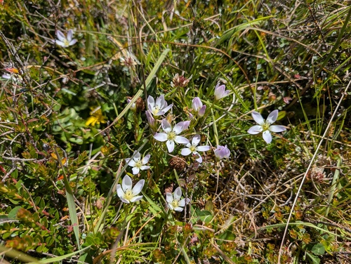 Gentianella cerastioides, photograph 4