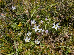 Gentianella cerastioides, photograph (c) Yuri Sofronov, some rights reserved (CC BY)