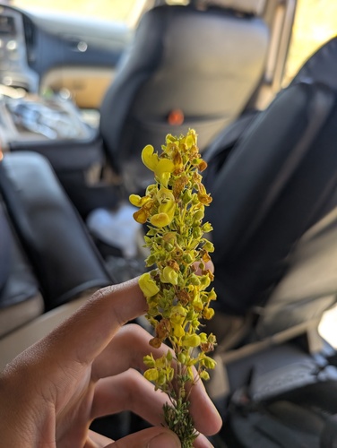 Calceolaria ericoides (Calceolaria ericoides)