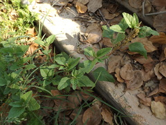 Amaranthus