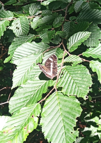 Eurasian White Admiral