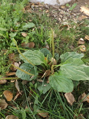 Plantago major