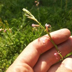 Oenothera hexandra