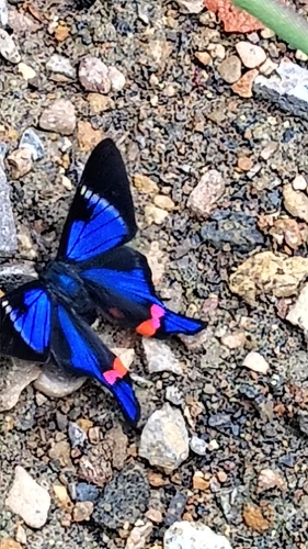 Periander Metalmark