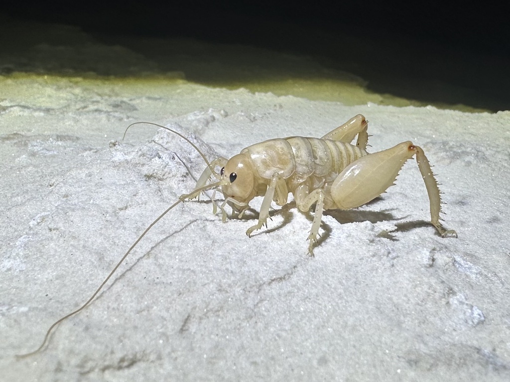 Daihiniodes larvale
