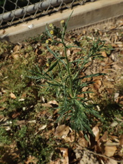 Erigeron bonariensis