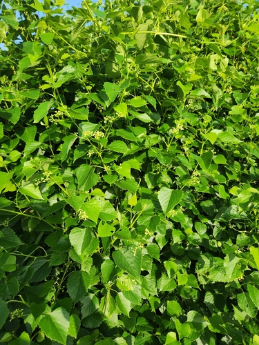 heart leaf peppervine