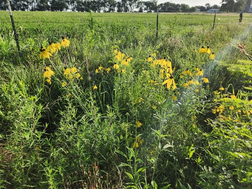 grey-headed coneflower