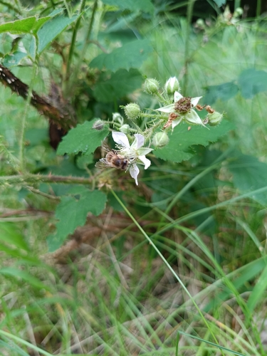 Western Honey Bee