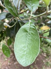 Pittosporum crassifolium