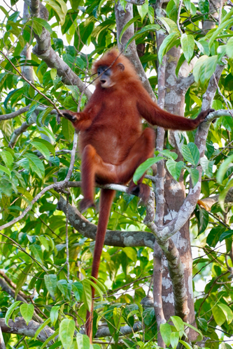 Presbytis rubicunda