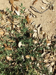 Polygonum aviculare