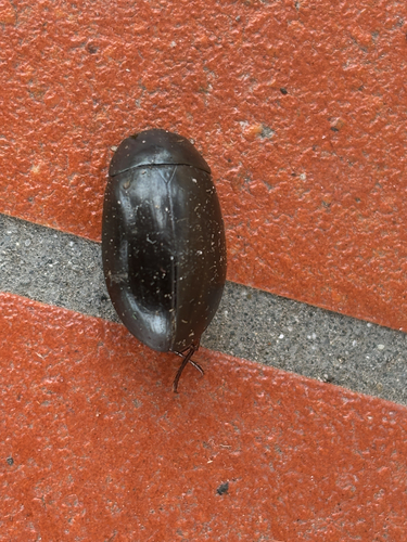 Hydrochara affinis