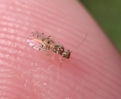 Ectopsocus californicus