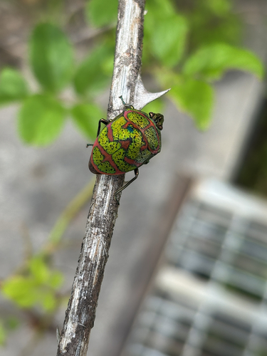 Clown Stink Bug