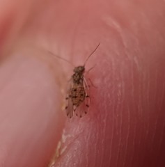 Ectopsocus californicus