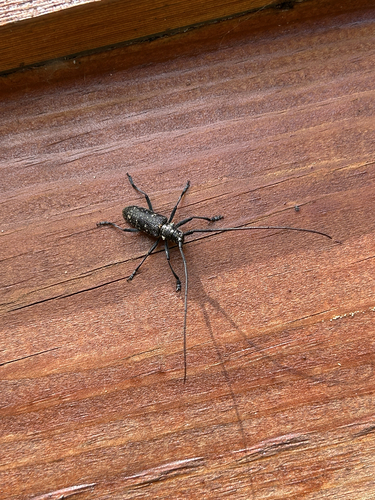 Pine Sawyer Beetle