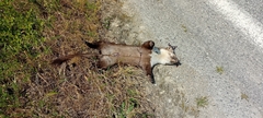 Stone Marten