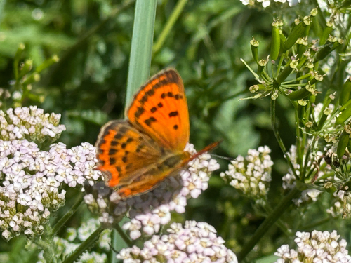 Grecian Copper