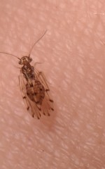 Ectopsocus californicus