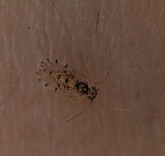 Ectopsocus californicus