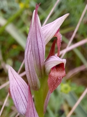 Serapias parviflora image