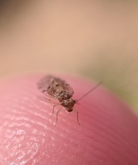 Ectopsocus californicus