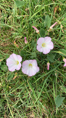 field bindweed