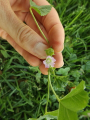 Malva nicaeensis