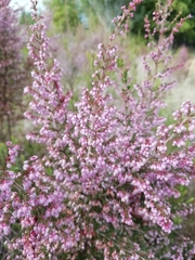 Polycodon