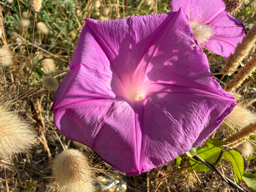 oceanblue morning glory