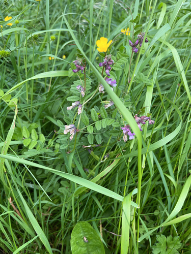 Bush Vetch