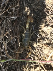 Paruroctonus maritimus
