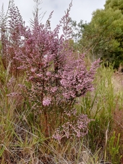 Polycodon