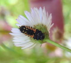 Harmonia axyridis
