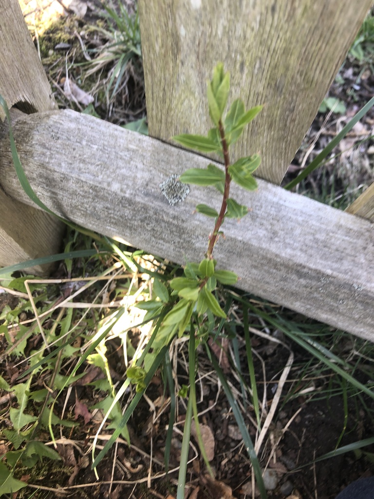 vascular plants from Southwick Cir, Wellesley Hills, MA, US on April 25