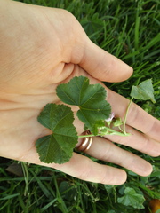 Malva nicaeensis