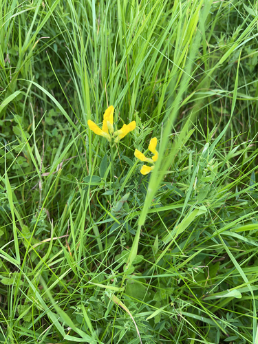 meadow pea