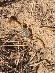 Paruroctonus maritimus