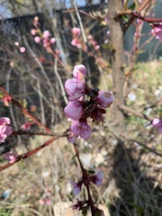 Prunus
