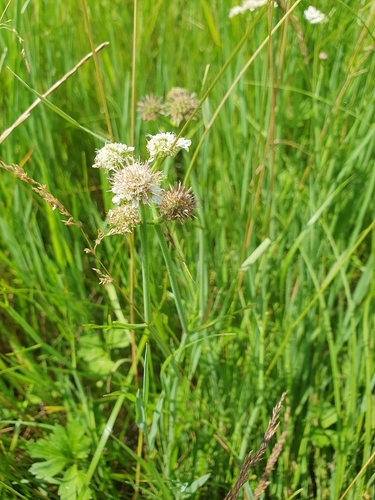 Oenanthe fistulosa, photograph 6