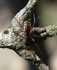 Neriene peltata