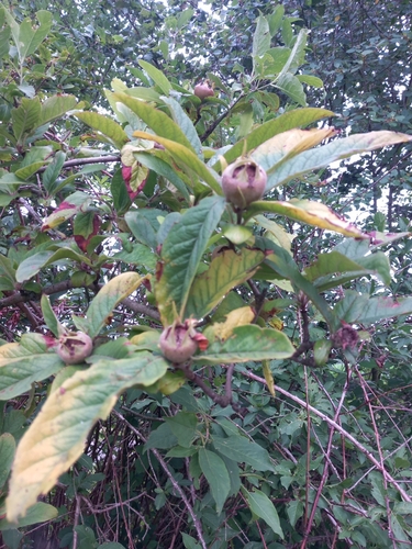 Medlar