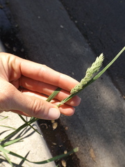 Poaceae