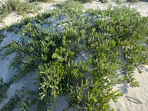 Golden Samphire
