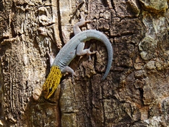 Lygodactylus picturatus