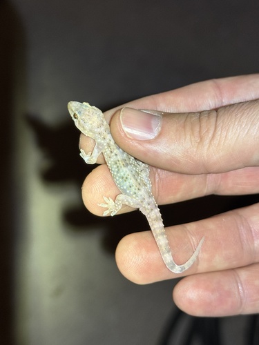 Mediterranean House Gecko