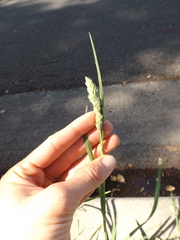 Poaceae